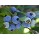 Голубика "Санрайз" 3-летняя, конт. 5 л