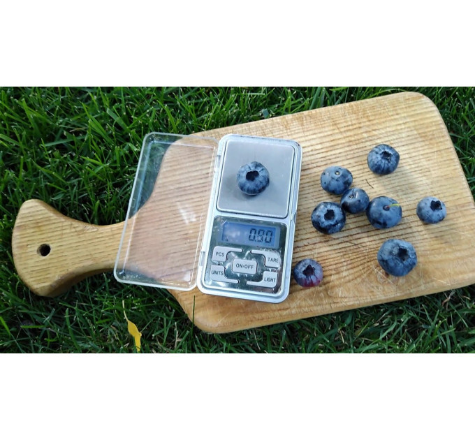 Голубика сорт Чандлер (Chandler) 3-летние в конт. 3 л