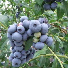 Голубика "Санрайз" 3-летняя, конт. 5 л