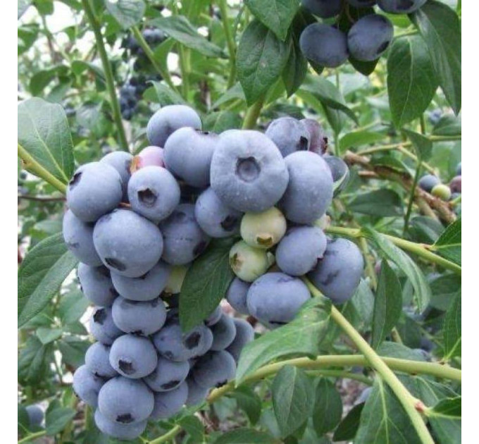 Голубика "Санрайз" 3-летняя, конт. 5 л