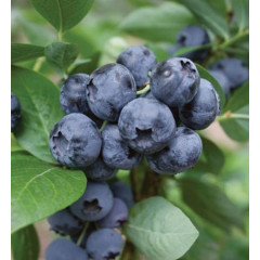Голубика сорт "Дарроу", 3-летняя, конт. 7.5 л