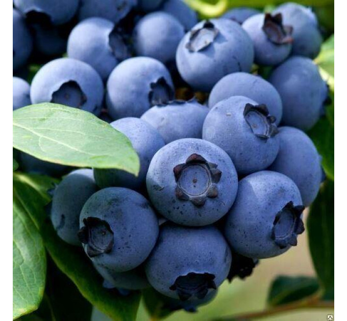 Голубика сорт "Дарроу", 3-летняя, конт. 5 л