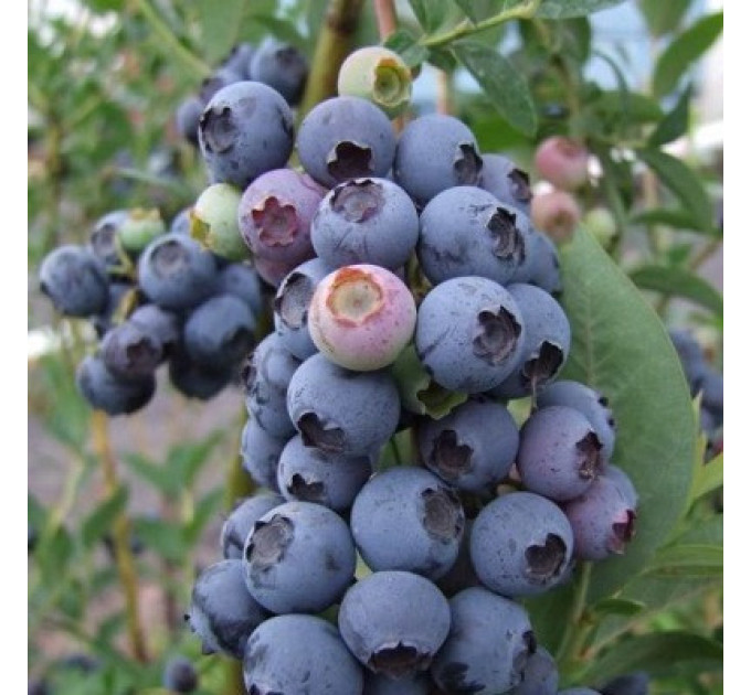 Голубика "Блюэтта" 3-летняя, конт. 5 л
