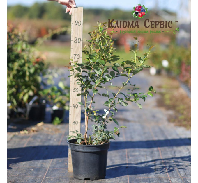 Голубика "Нельсон" 3 летняя, конт. 7.5 л