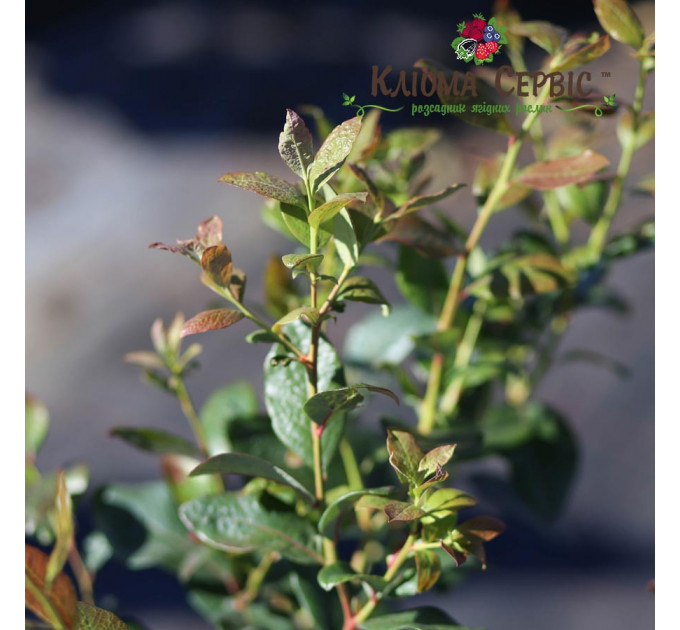 Голубика "Нельсон" 3 летняя, конт. 7.5 л