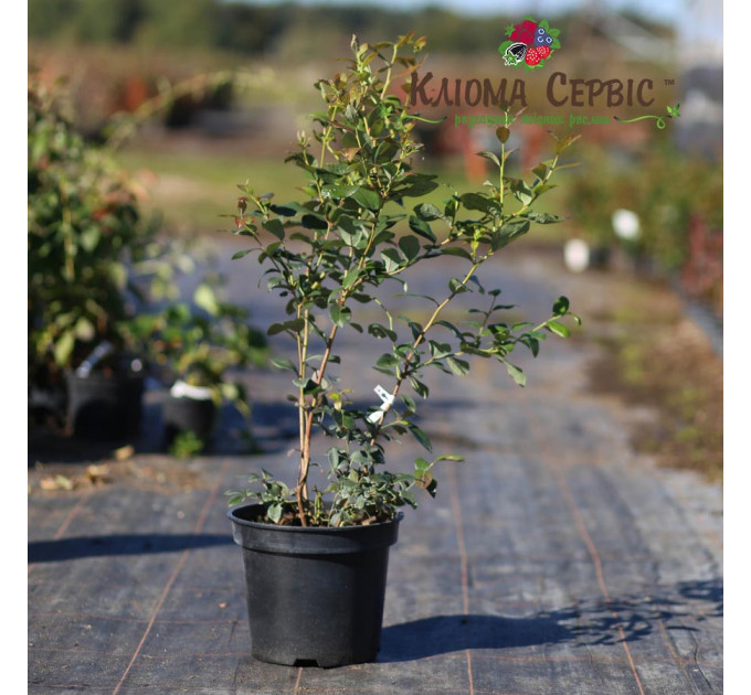 Голубика "Нельсон" 3 летняя, конт. 7.5 л