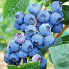 Голубика "Нельсон" 3 летняя, конт. 7.5 л