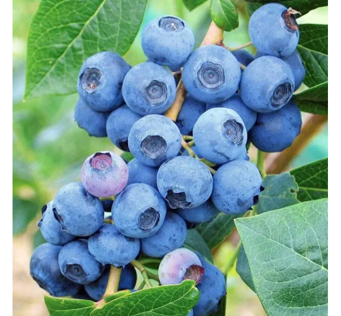 Голубика "Нельсон" 3 летняя, конт. 7.5 л