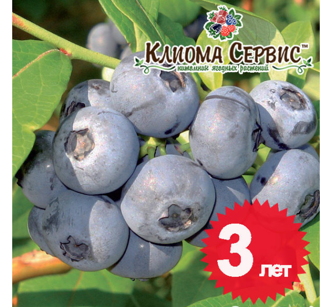 Голубика Чандлер (Chandler) 3-летняя, конт. 10 л