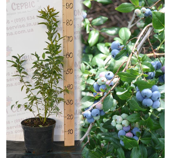 Лохина "Деніс Блу", 3-річна, конт. 7.5 л