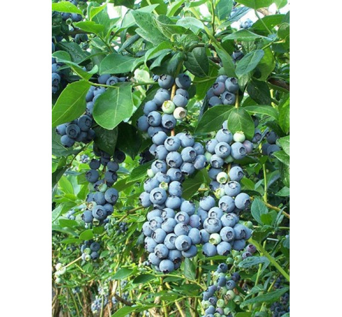 Голубика "Спартан", 3-летняя, конт. 7.5 л