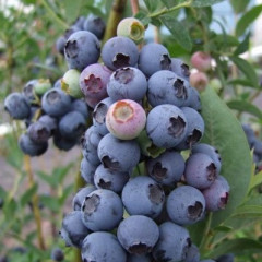 Голубика "Блюэтта" 3-летняя, конт. 10 л