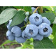 Голубика "Блюэтта" 3-летняя, конт. 10 л