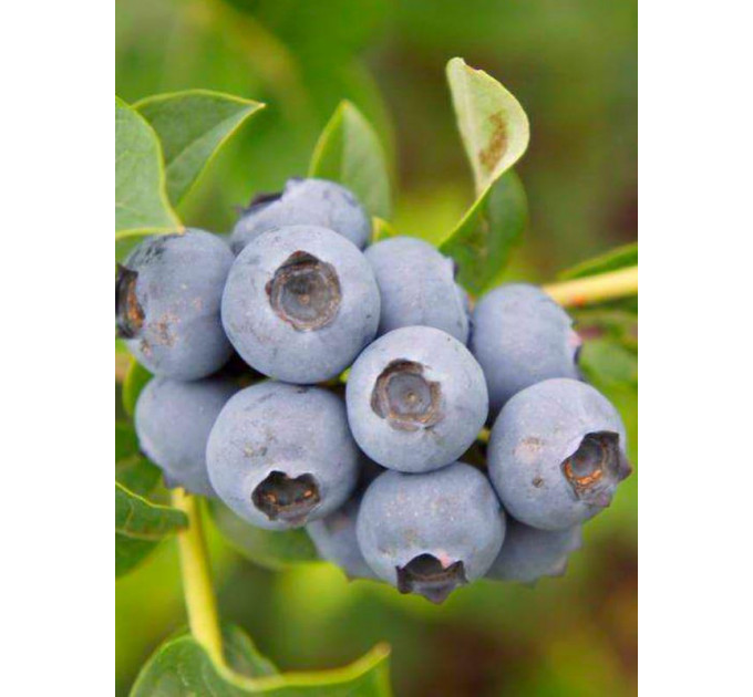 Голубика "Торо" 3 летняя в конт. 7.5 л