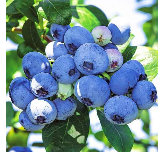 Голубика "Блюкроп" 3-летняя в конт. 5 л