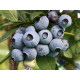 Голубика "Торо" 3 летняя в конт. 7.5 л