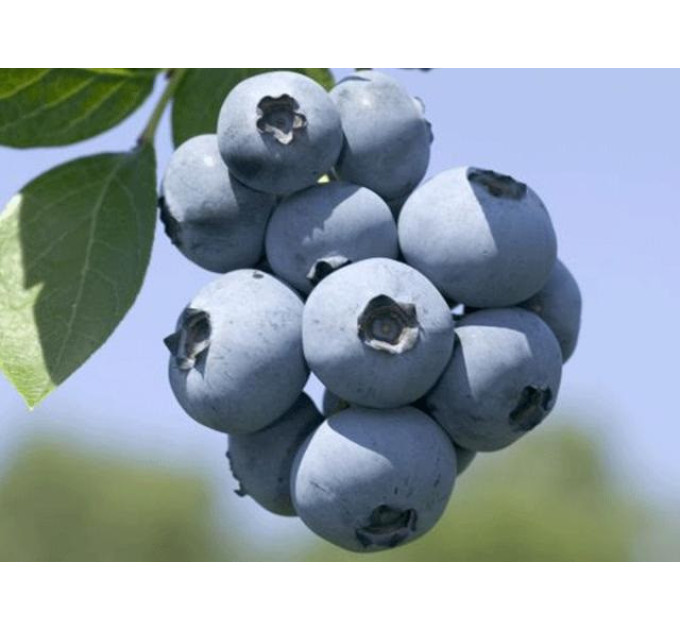 Саженцы голубики сорт Polaris 3 летние, конт. 5 л