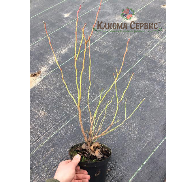 Голубика Чандлер (Chandler) 3-летняя, конт. 5 л