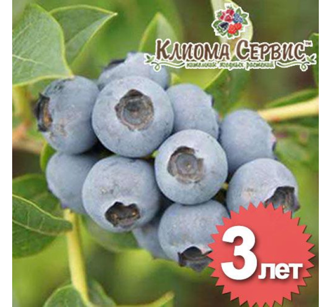 Голубика "Денис Блу", 3-летняя, конт. 5 л