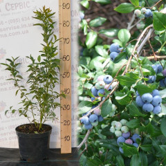 Голубика "Денис Блу", 3-летняя, конт. 5 л