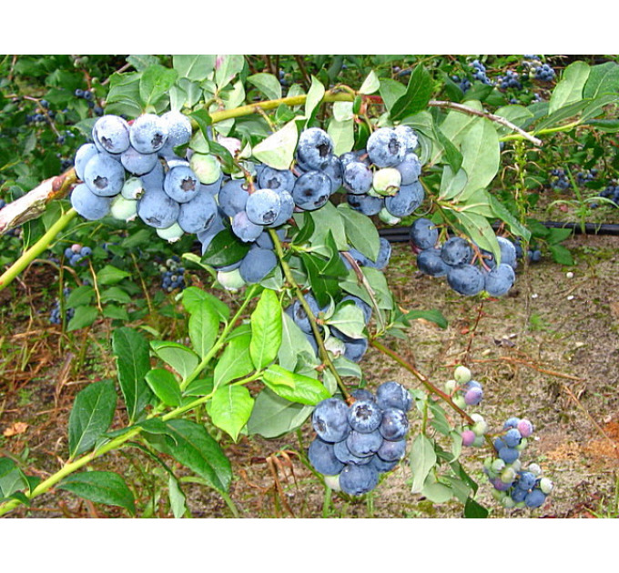 Голубика "Блюкроп" 3-летняя в конт. 5 л