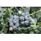 Саженцы голубики сорт "Бригитта Блю" 3-летние, конт. 10 л