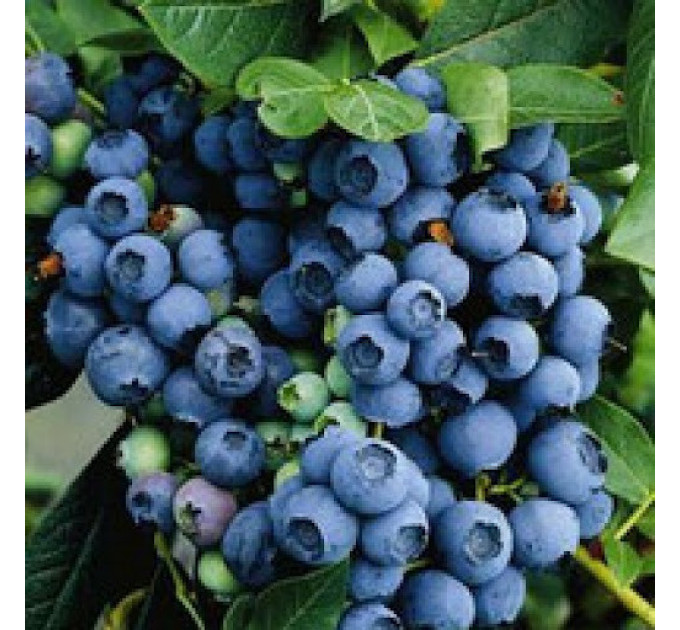 Голубика "Эрлиблю", 3-летняя в конт.5л