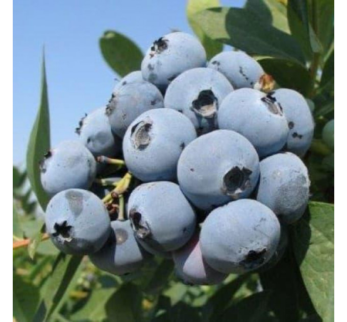Голубика "Эрлиблю", 3-летняя в конт.5л