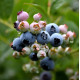 Саженцы голубики сорт Top Hat 3 летние, конт. 5 л