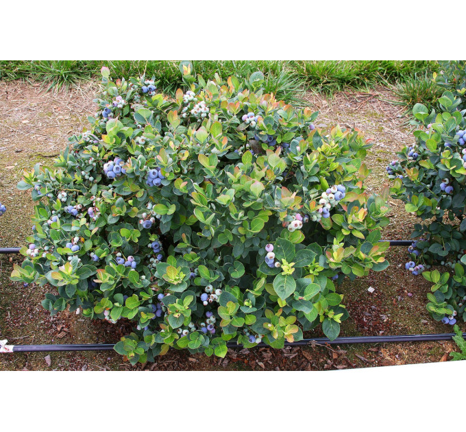 Саженцы голубики сорт Top Hat 3 летние, конт. 5 л