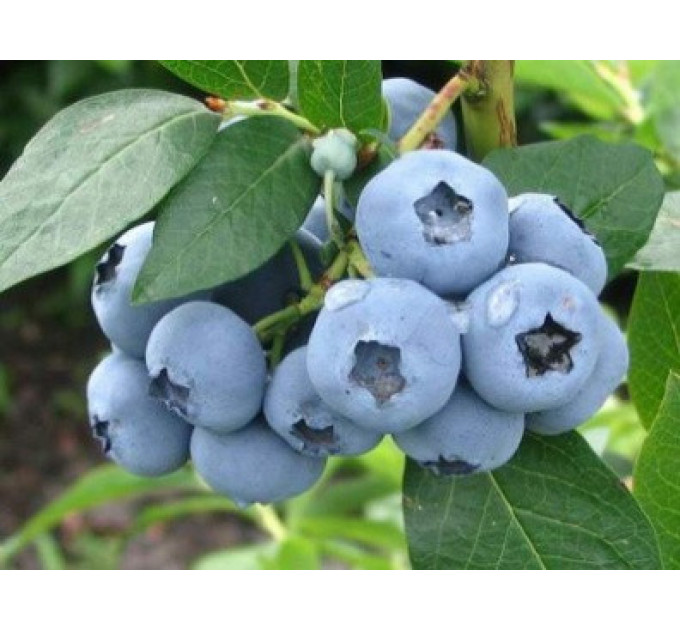 Голубика "Патриот" (Patriot) 3 летняя, конт. 7.5 л