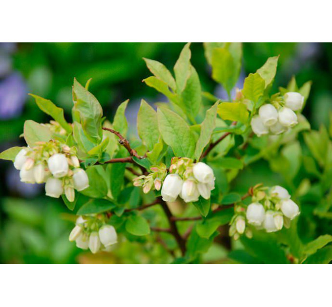 Голубика "Патриот" (Patriot), 3-летняя, конт. 5 л