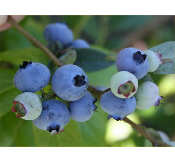 Голубика "Санрайз" 3-летняя, конт. 7.5 л