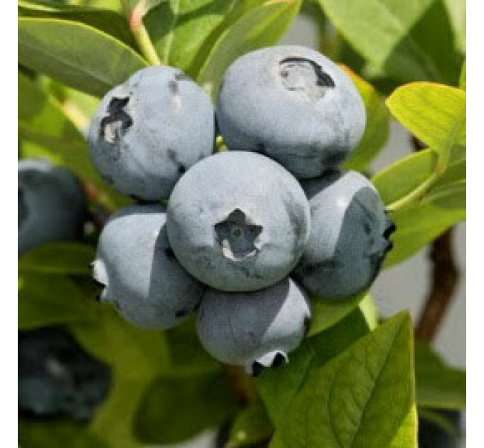 Саженцы голубики сорт "Бонус", 3-летние, конт. 5 л