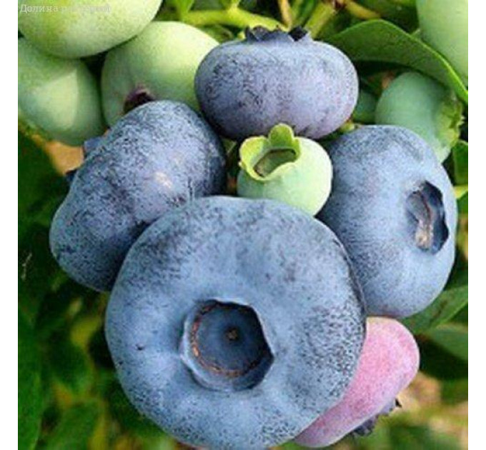 Голубика "Патриот" (Patriot), 3-летняя, конт. 5 л