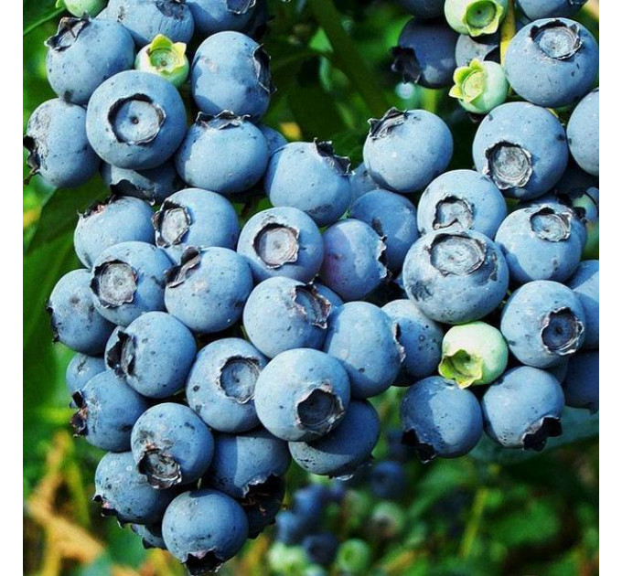 Голубика "Санрайз" 3-летняя, конт. 7.5 л