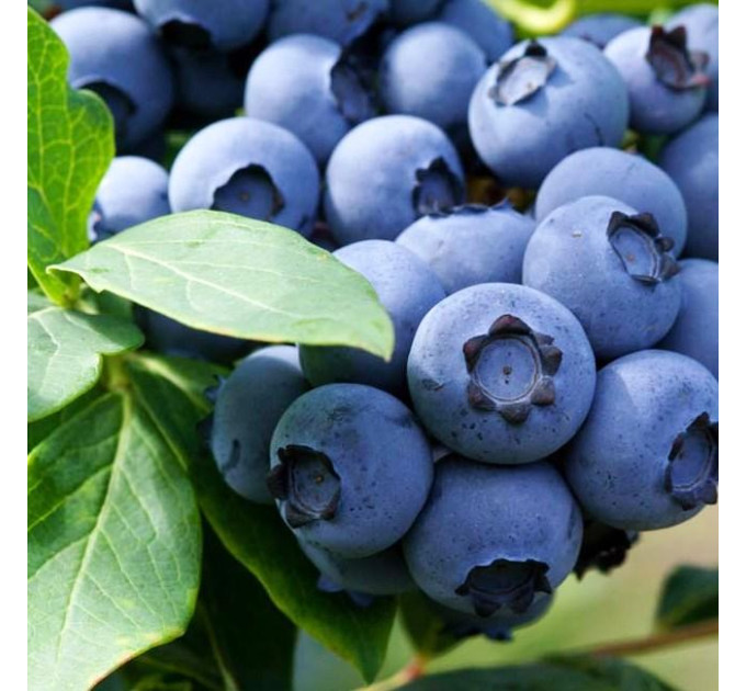 Саженцы голубики Эллиот 3 летняя, конт. 7.5 л