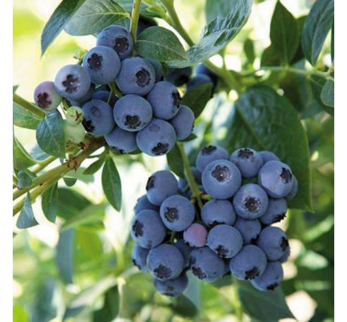 Саженцы голубики сорт "Река", 3-летние, конт. 3 л