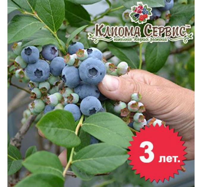 Голубика "Чантиклер" 3-летняя, конт. 5 л