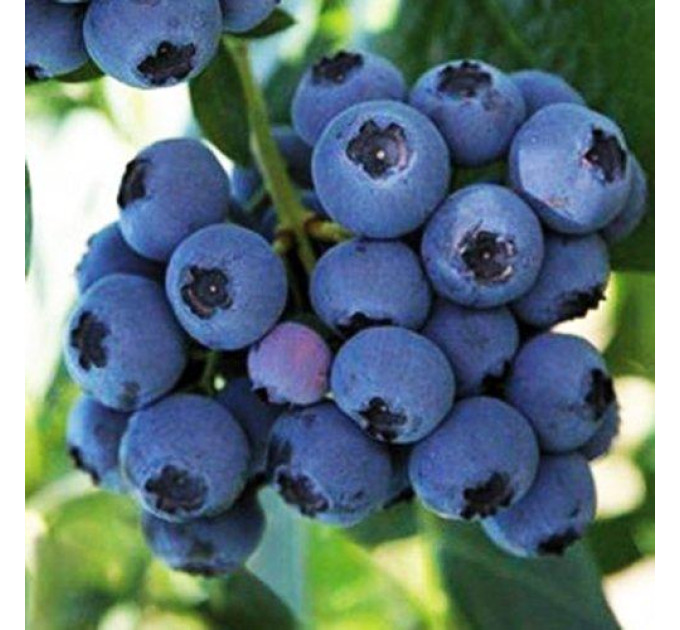 Саженцы голубики сорт "Река" 3-летняя, конт. 7.5 л