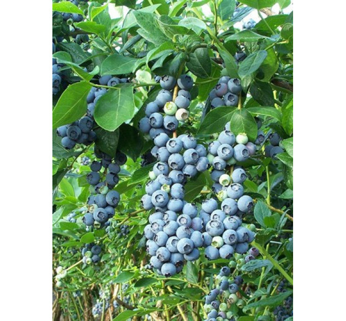 Голубика "Спартан", 3-летняя, конт. 5 л