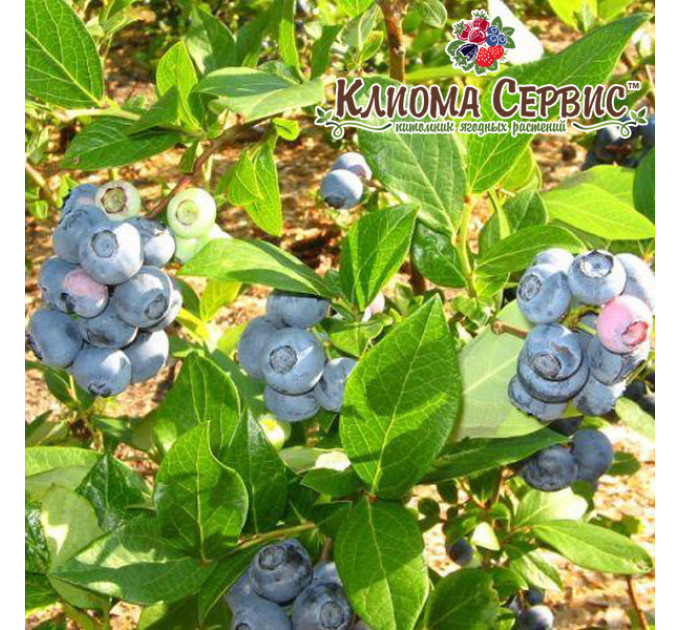 Голубика сорт "Блюголд", 3-лет. в контейнер 7.5 л