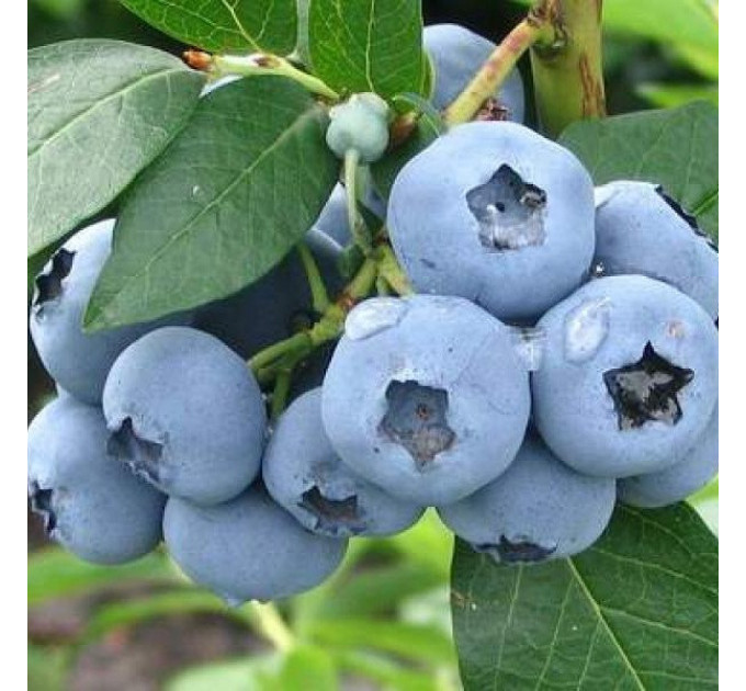 Голубика "Элизабет" 3-летняя, конт. 7.5 л