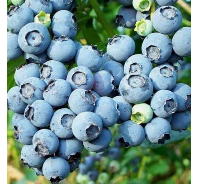 Голубика сорт "Блюголд", 3-лет. в контейнер 7.5 л
