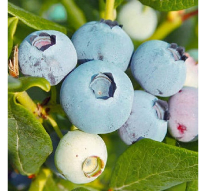 Голубика сорт Озарк Блю 3 летняя, конт. 5 л