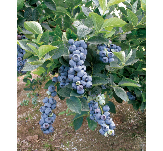Голубика сорт "Блюголд", 3-лет. в контейнер 7.5 л