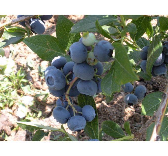 Голубика "Спартан", 3-летняя, конт. 5 л