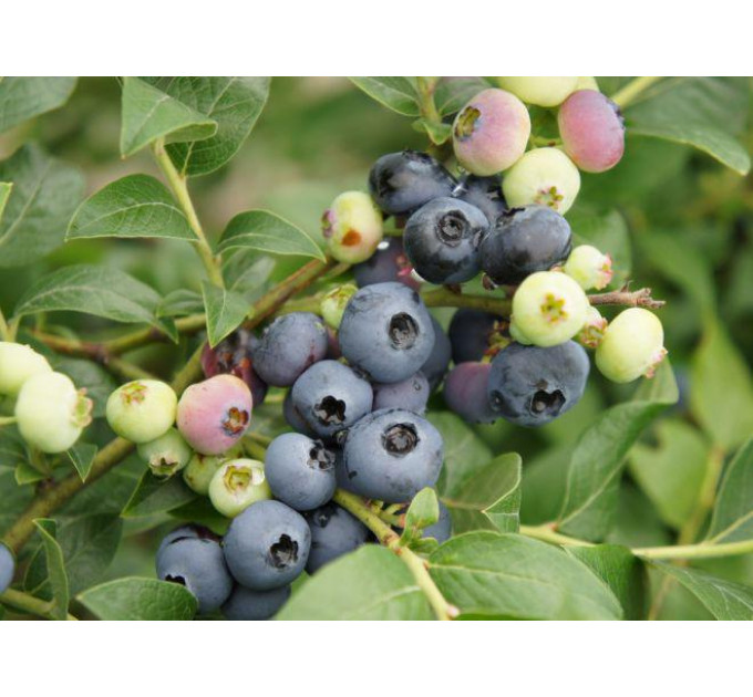 Голубика "Патриот" (Patriot) 3 летние 10 л