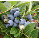 Саженцы голубики сорт "Бригитта Блю" 3-летние, конт. 5 л