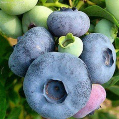 Голубика "Патриот" (Patriot) 3 летние 10 л